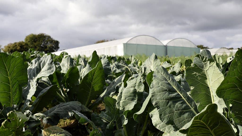 Conférence en ligne: L’agriculture régénérative, une nouvelle perspective de culture pour demain?