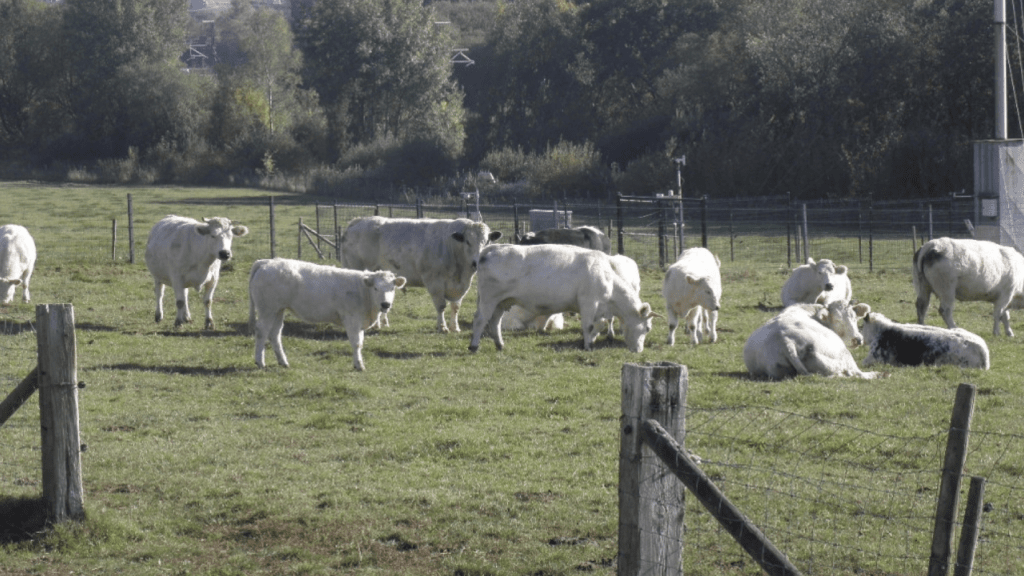 Visites des essais variétaux de céréales en agriculture biologique