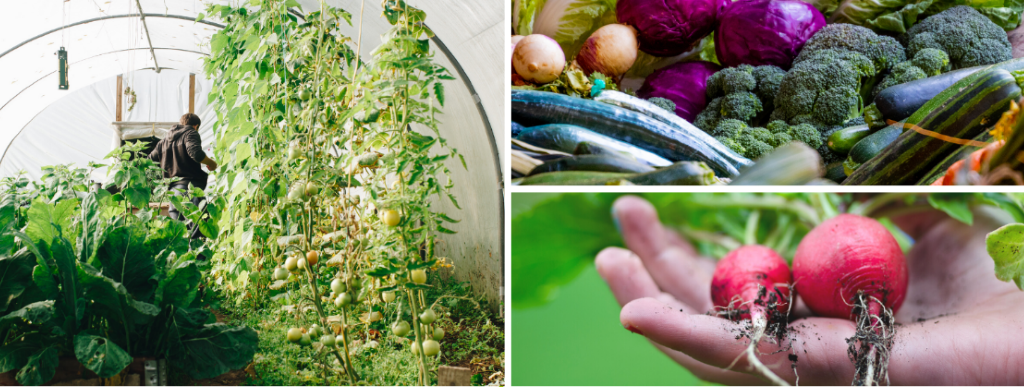 Focus sur 2 cultures bio : asperge et tomate ( Province du BW)