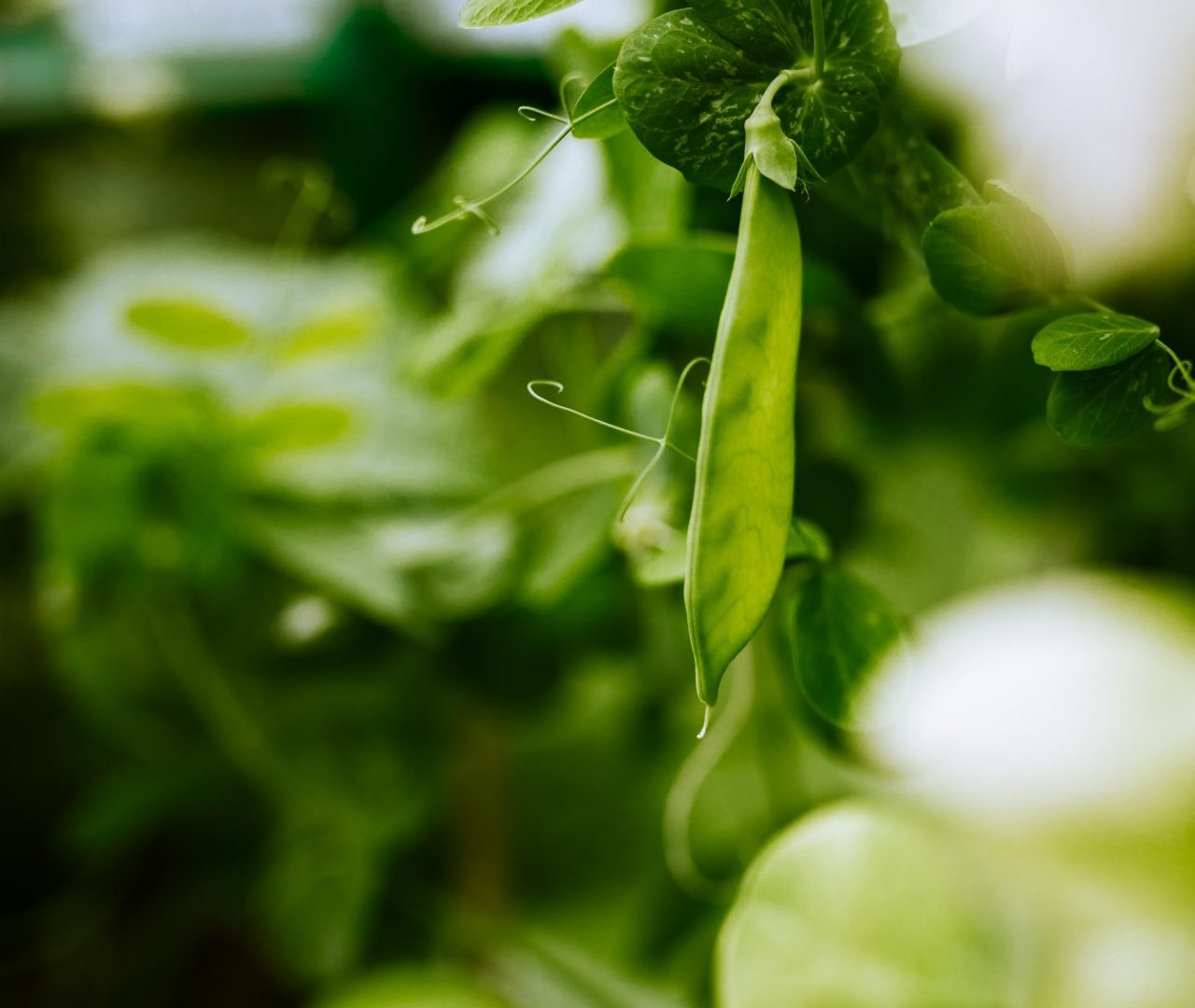 Fourrages bio : la situation climatique a des impacts importants sur les stocks