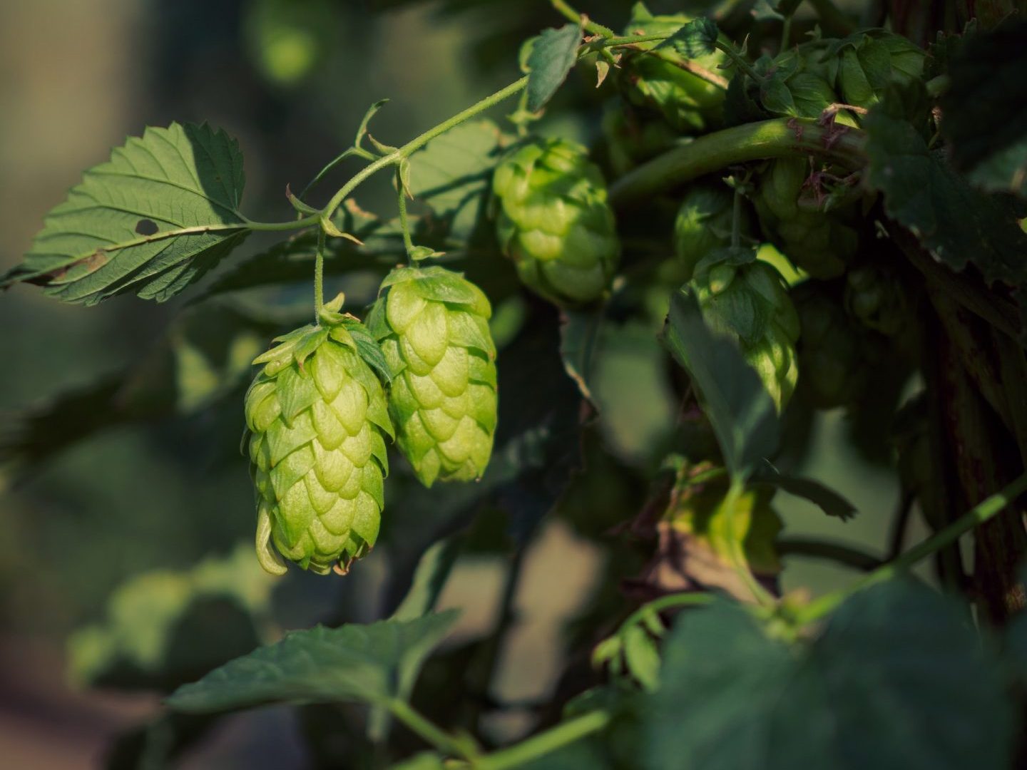 Cours de perfectionnement – Transformation de mes légumes BIO