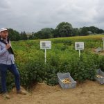 Pommes de Terre Robustes