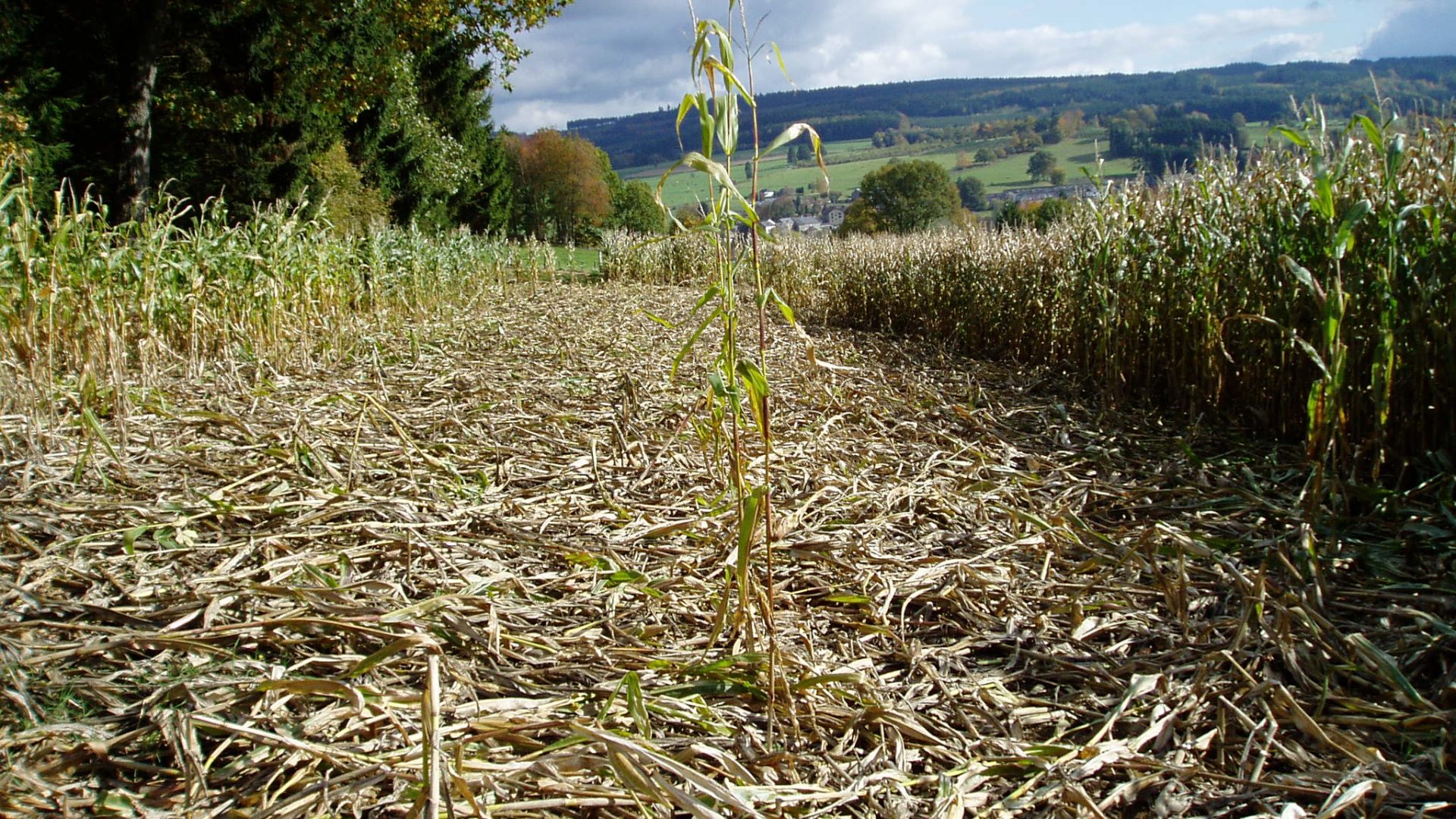 Fourrages bio : la situation climatique a des impacts importants sur les stocks