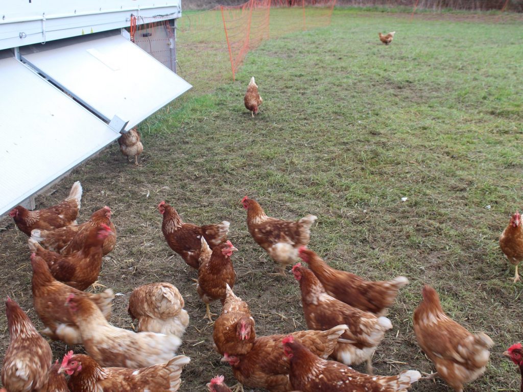 Fiche technique – Poulaillers mobiles pour poules pondeuses