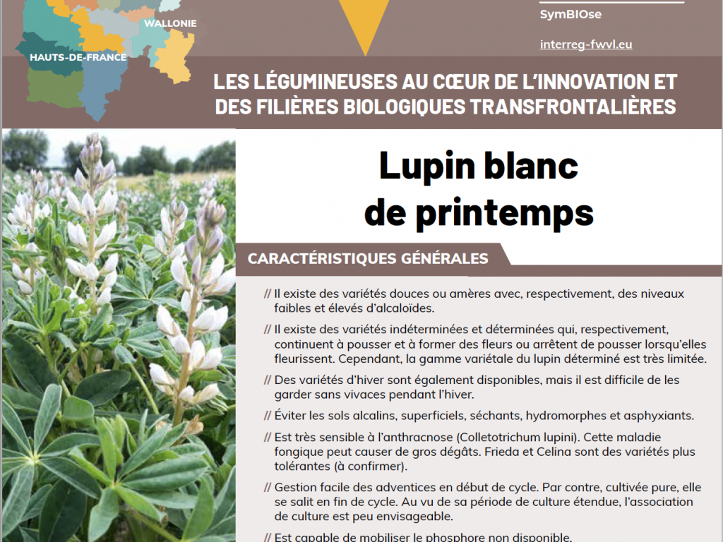 Fiche technique – Lupin blanc de printemps, comment l’associer ?
