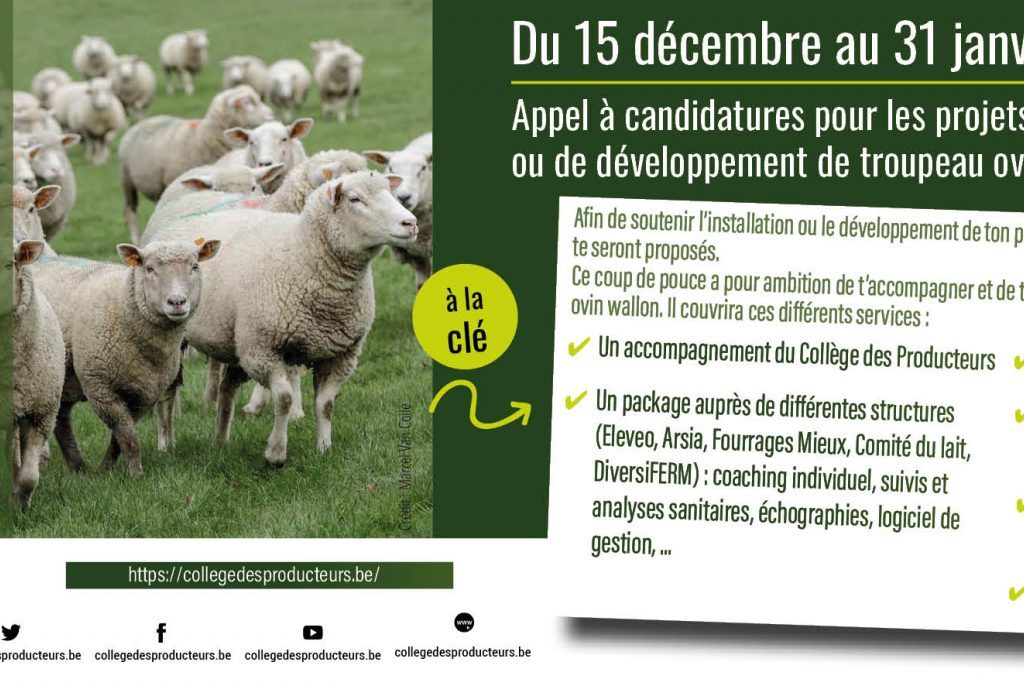 Appel à candidatures – Secteur ovin