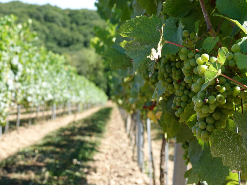 domaine-vins-cinq