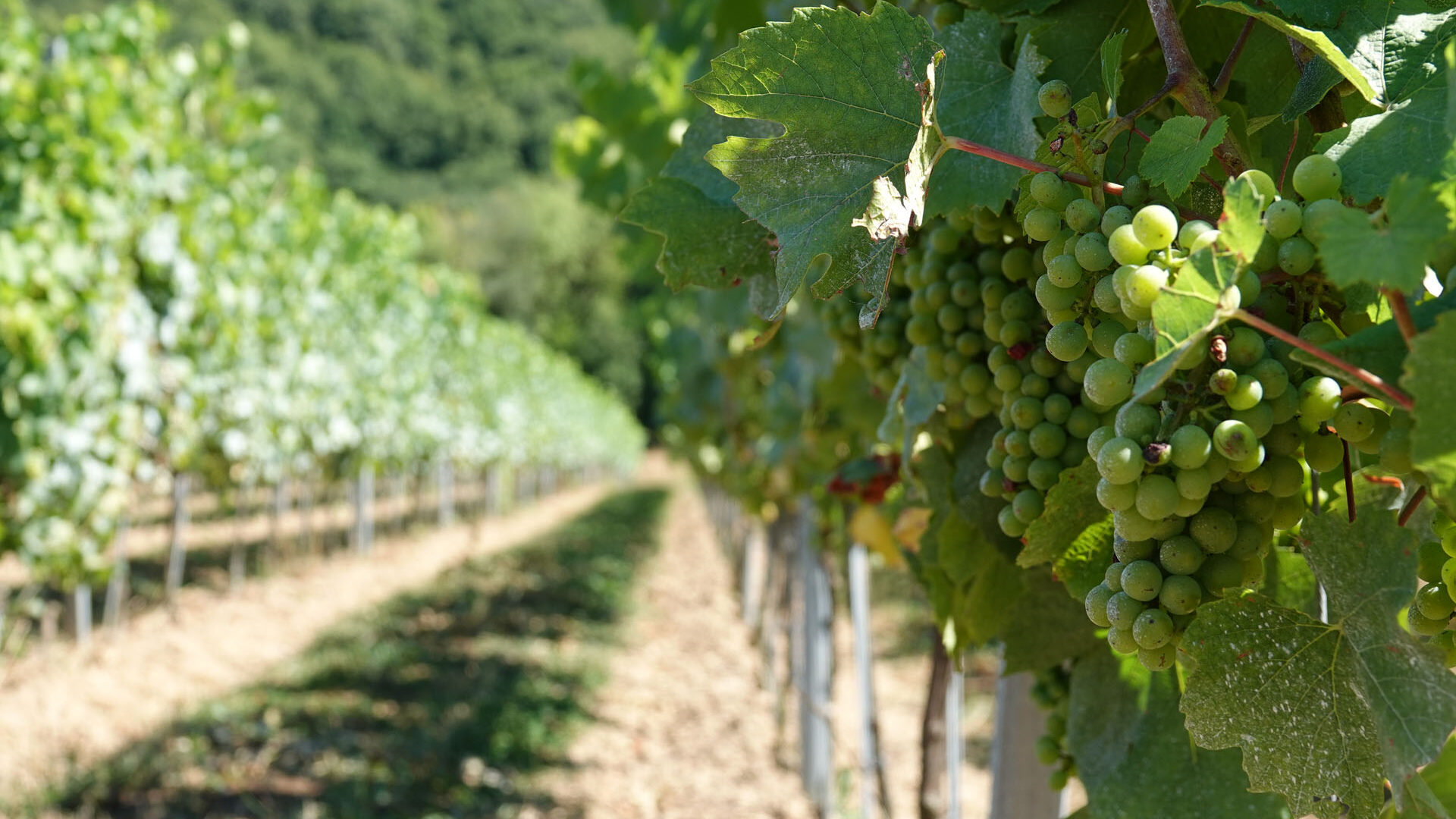 domaine-vins-cinq