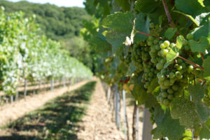domaine-vins-cinq