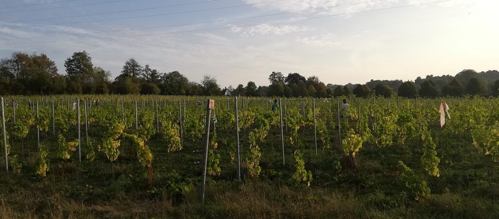 domaine-portelette-vin-bio
