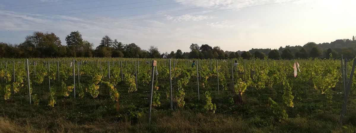 domaine-portelette-vin-bio