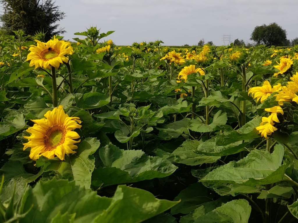 Fiche technique – Le tournesol bio