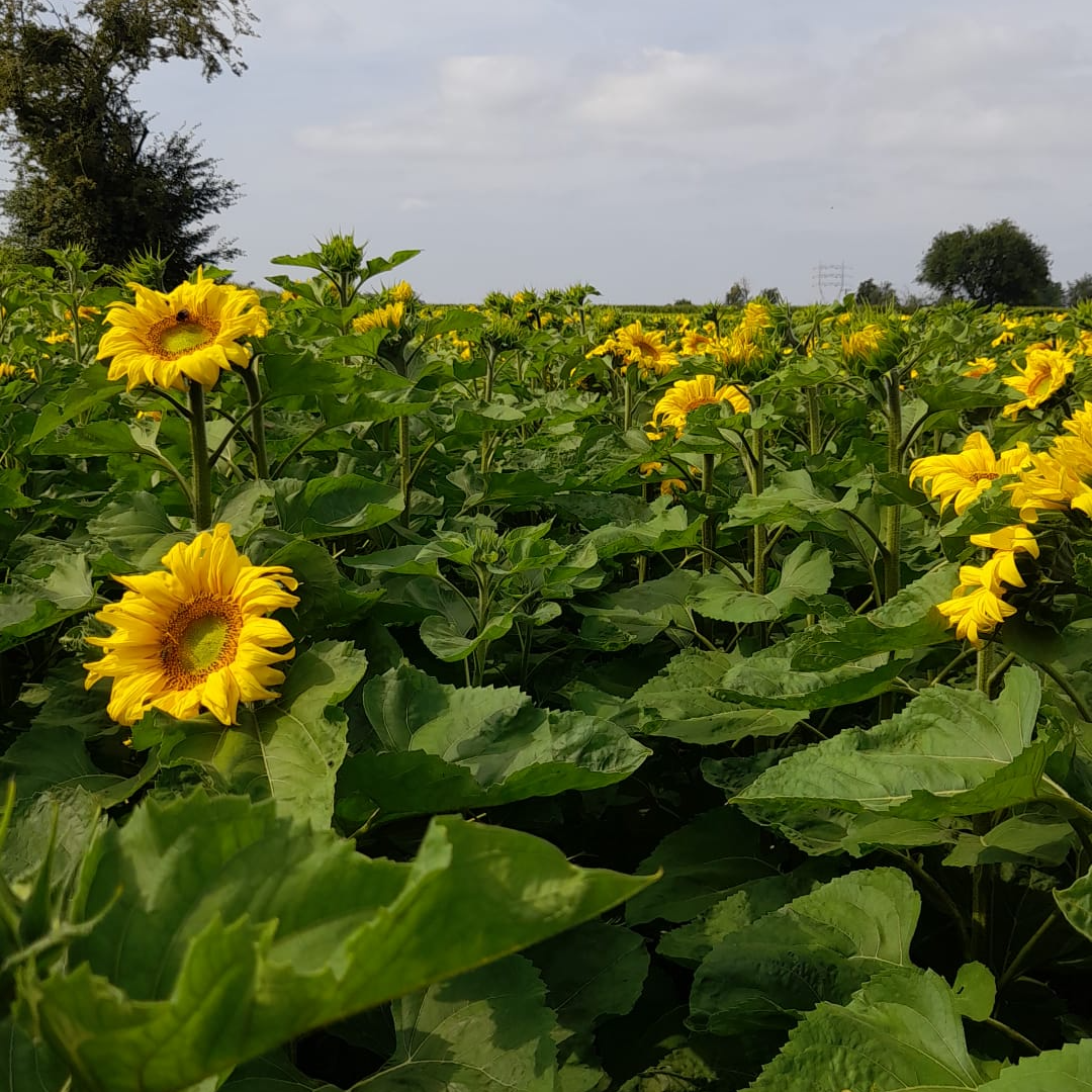 Fiche technique – Le tournesol bio