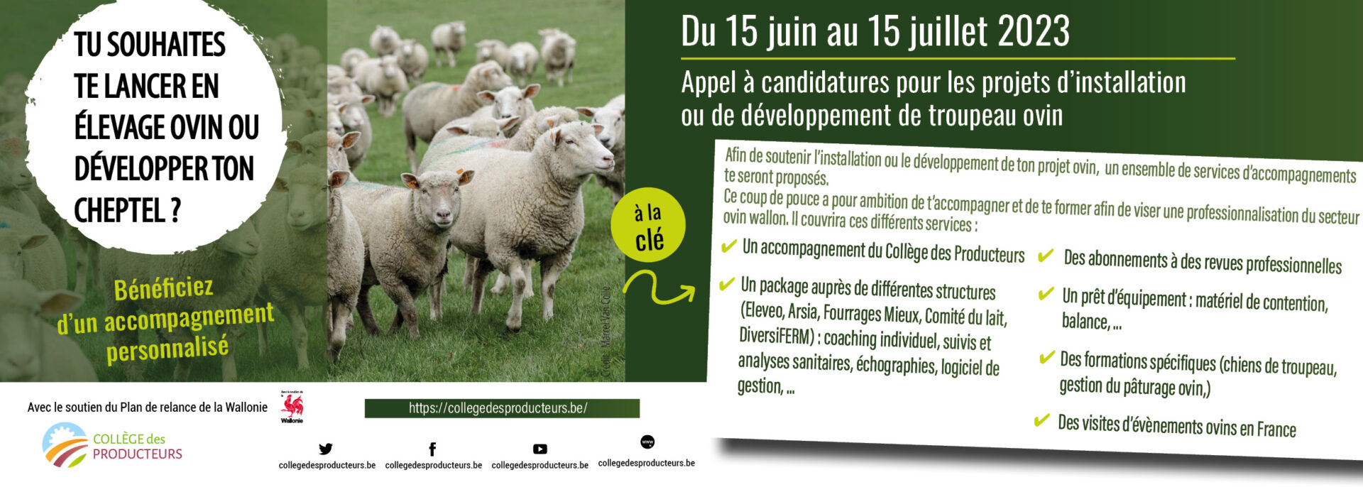 Appel à candidatures – Secteur ovin