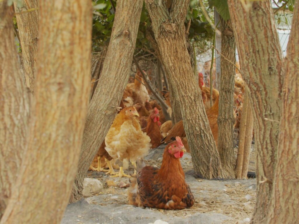 coq-des-pres