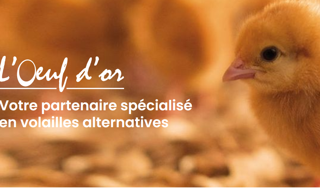 Visite couvoir L’œuf d’Or