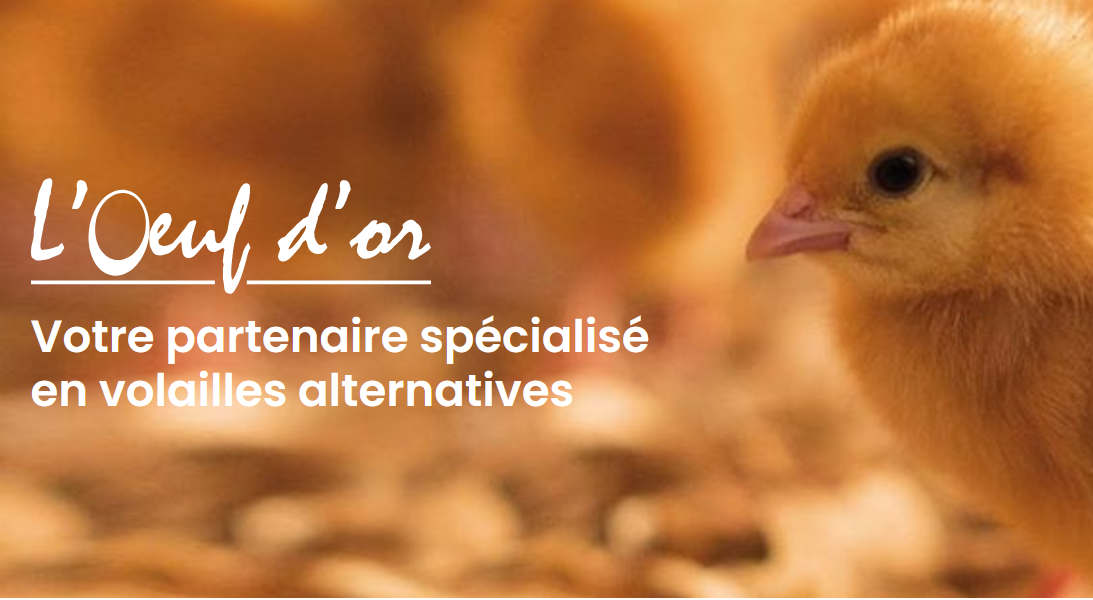 Visite couvoir L’œuf d’Or