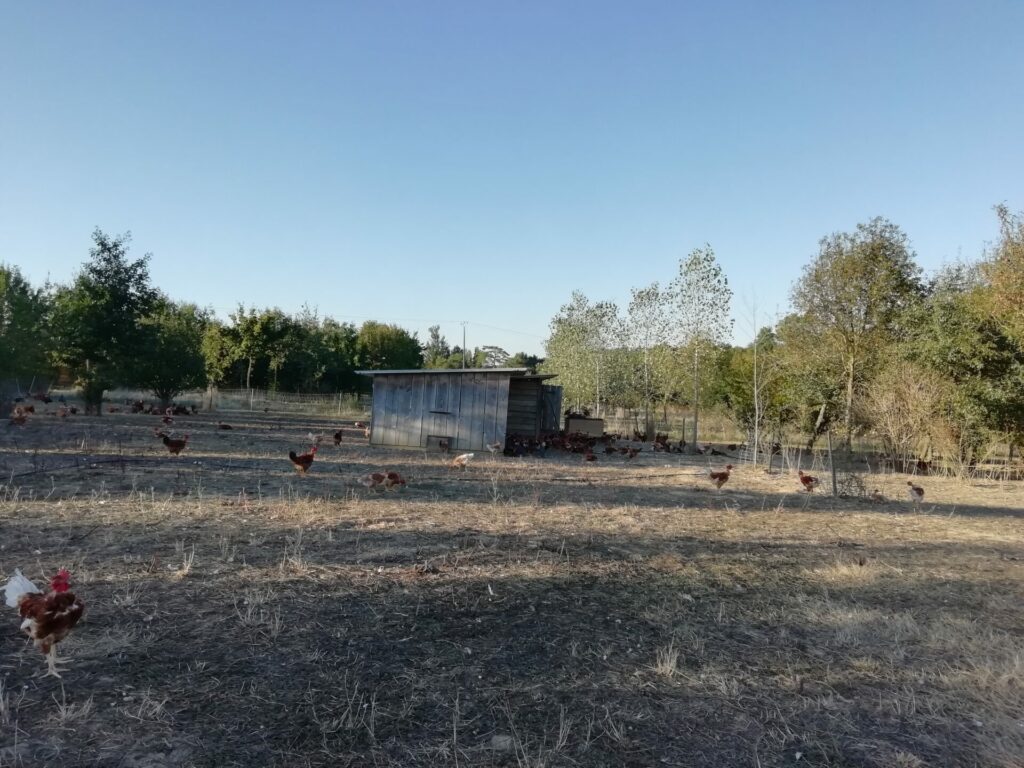 [Filière volailles] Indiquez votre intérêt pour un voyage d’études à la Ferme en Coton (Gers, FRANCE)