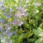 fleurs_comestibles_esneux_2