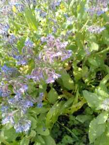 fleurs_comestibles_esneux_2