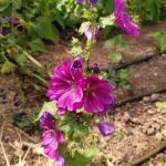 Les fleurs comestibles : couleurs et saveurs à valoriser en restauration