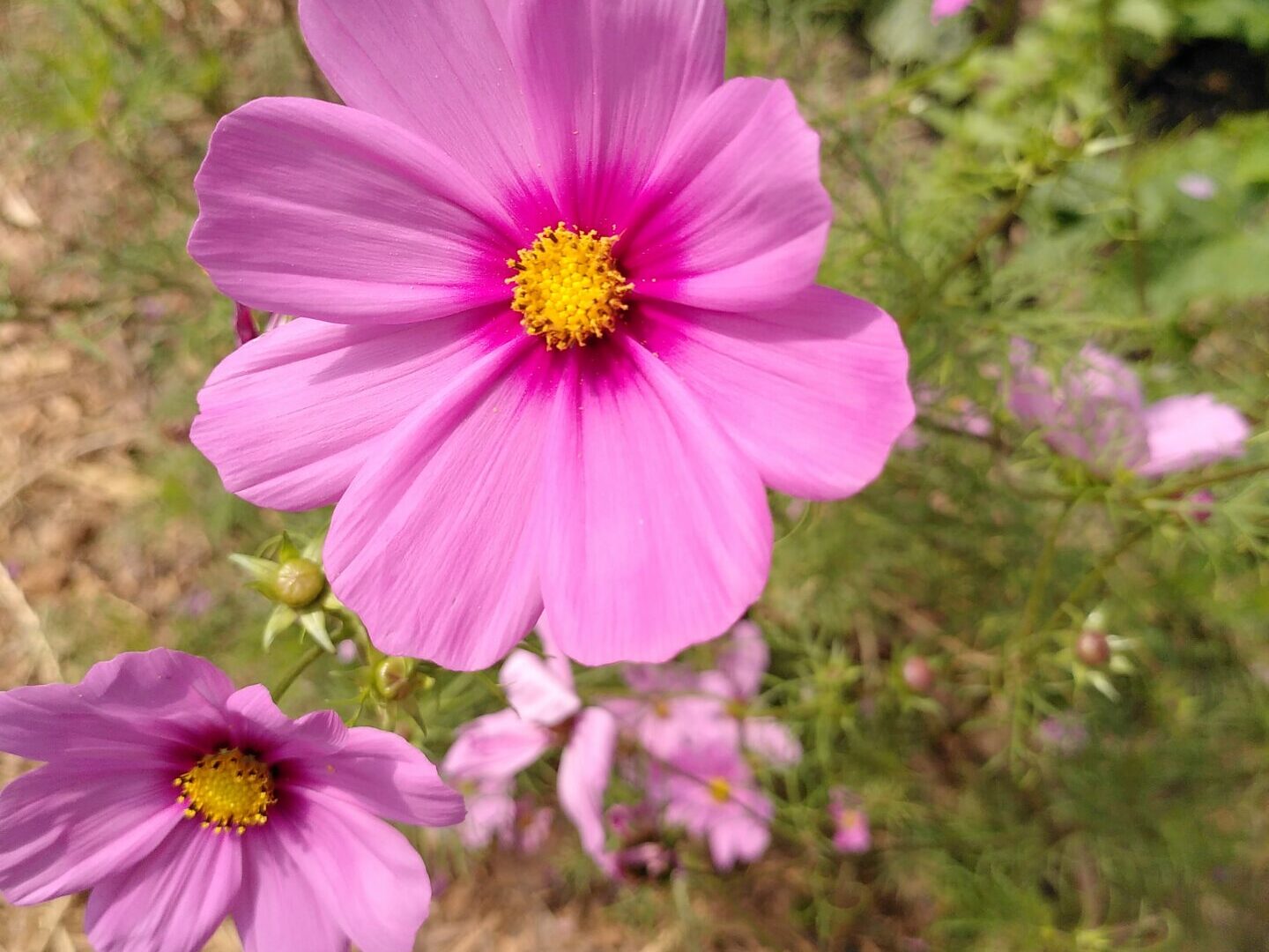fleurs_comestibles_esneux_5