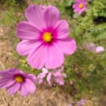 fleurs_comestibles_esneux_5