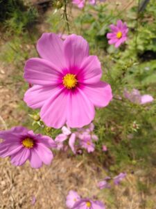 fleurs_comestibles_esneux_5