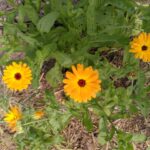 Les fleurs comestibles : couleurs et saveurs à valoriser en restauration