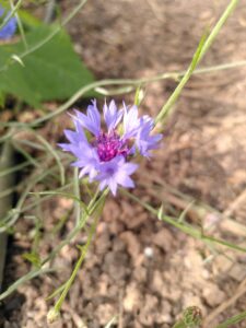 fleurs_comestibles_esneux_3