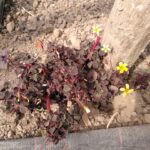Les fleurs comestibles : couleurs et saveurs à valoriser en restauration