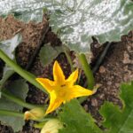 Les fleurs comestibles : couleurs et saveurs à valoriser en restauration