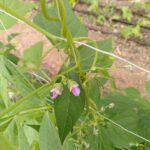 fleurs_comestibles_esneux_4