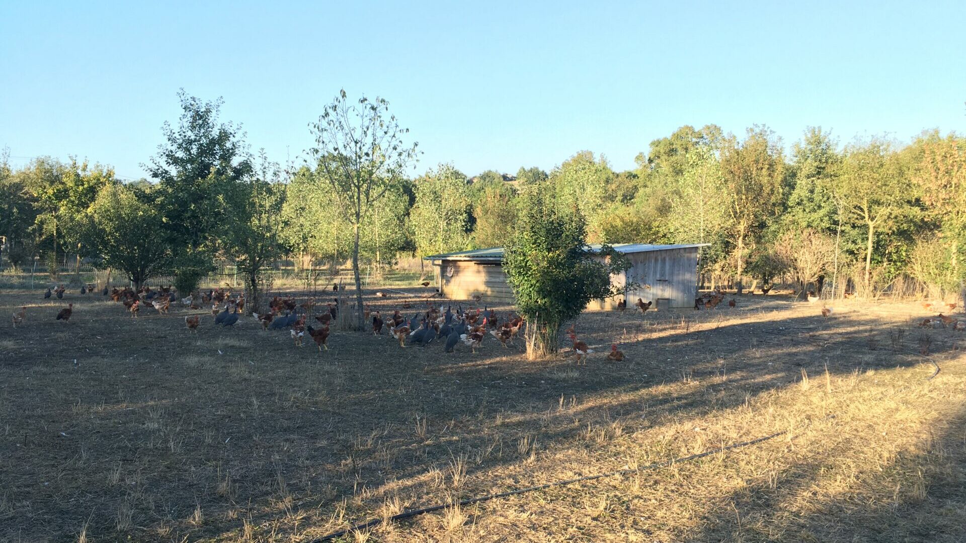 Polyculture-élevage en agriculture biologique : bases pour construire un cours.