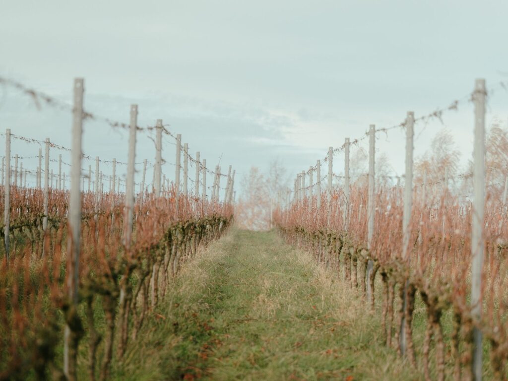 Viticulture BIO : Prévention et lutte contre les maladies – recherche d&rsquo;alternatives au cuivre