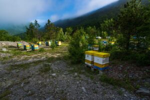 Nectar & Co – votre partenaire privilégié pour valoriser les produits de la ruche