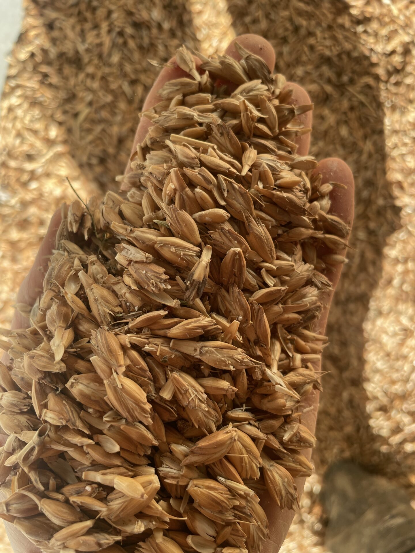 Épeautre panifiable bio, froment fourrager bio, foin C1 à vendre
