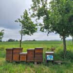 Nos services sur mesure autour du bio dans les cantines