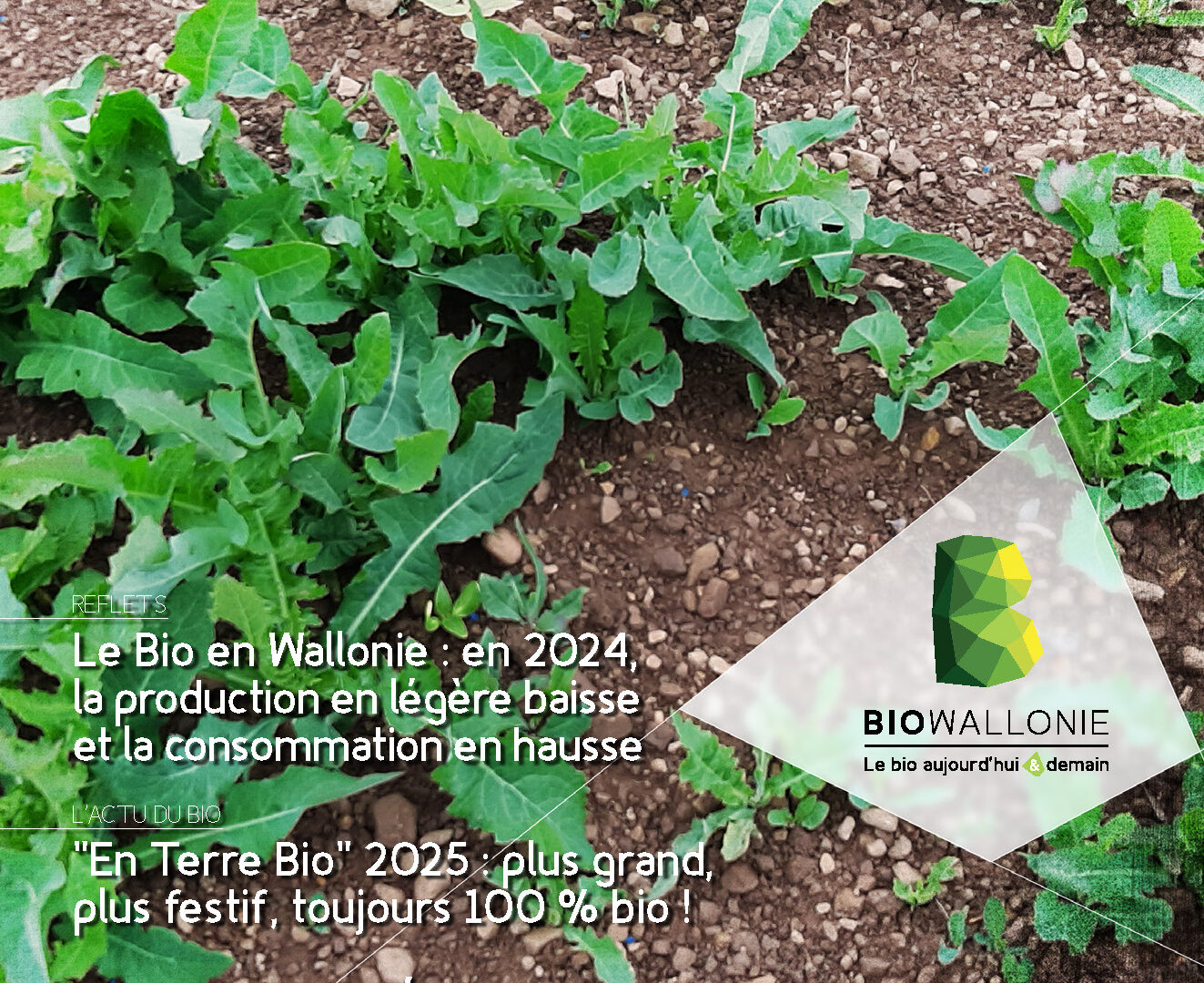 1ère de couverture de l'itinéraires BIO n°83 sur les adventices vivaces