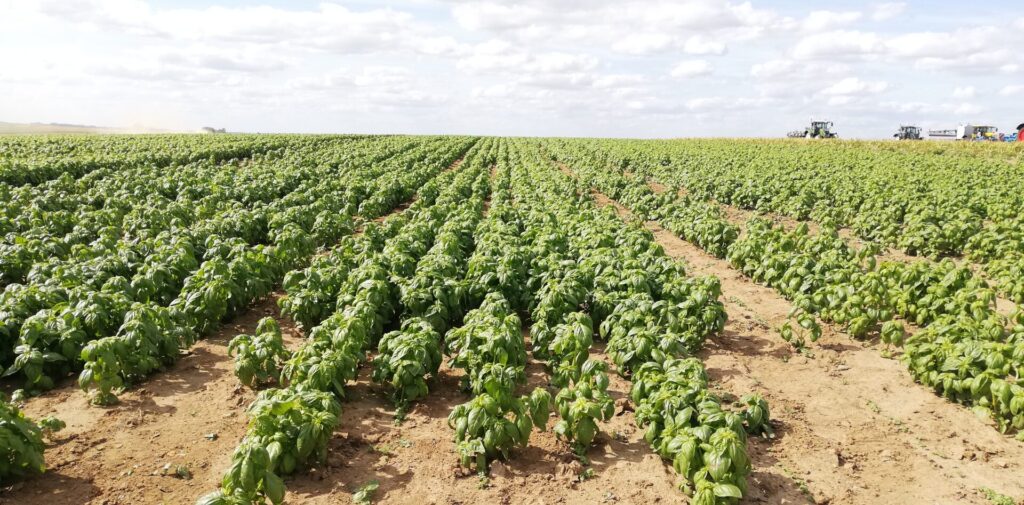 État des lieux de la filière plantes aromatiques et médicinales