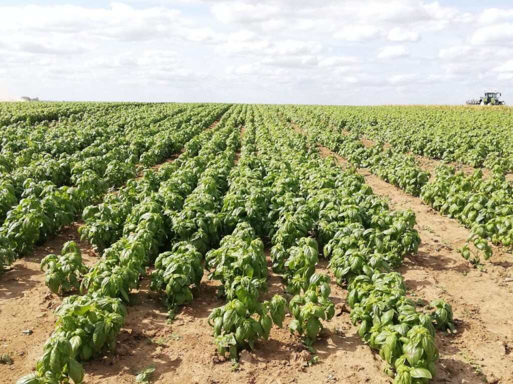 État des lieux de la filière plantes aromatiques et médicinales