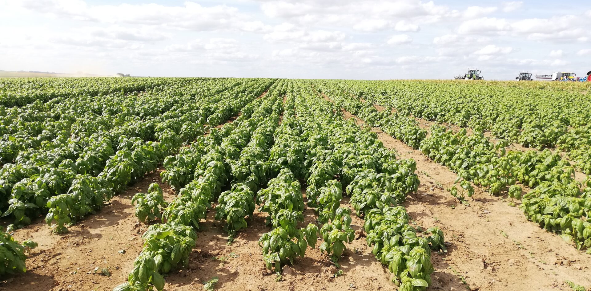 État des lieux de la filière plantes aromatiques et médicinales