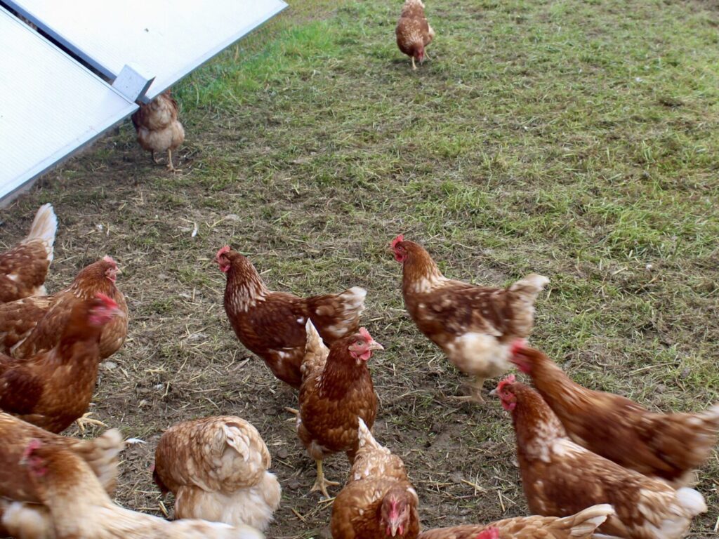 poules pondeuses en poulailler mobile
