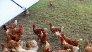 poules pondeuses en poulailler mobile