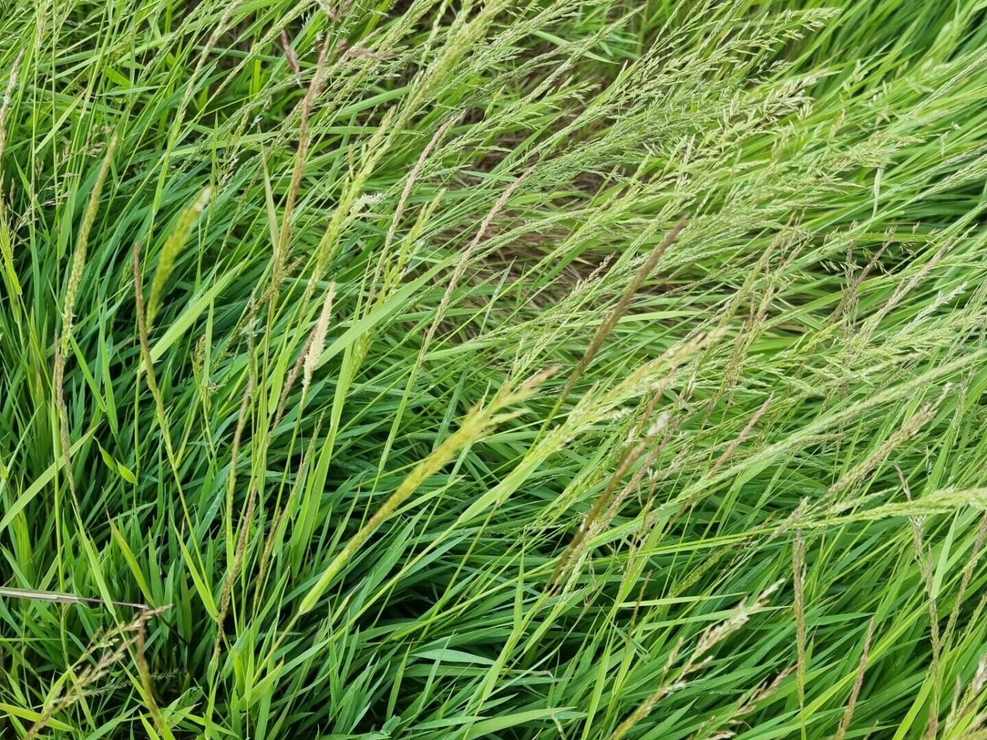 Journée débat sur l’utilisation des pesticides de synthèse