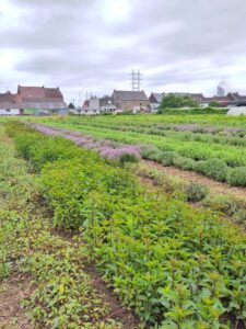 L’herboristerie de Flo’Maraîchage, le projet d’Anne-France