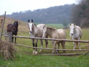 Les chevaux à la retraite qui occupent les prairies de la ferme. 
