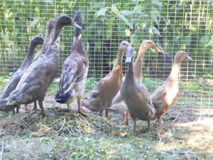 Les canards de la ferme, plus autonomes et résistants que les poules. Plus-value pour le potager car ils mangent les œufs de limaces.