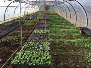Image des serres de la ferme. Le potager fournit jusqu'à 50% des légumes en haute saison.