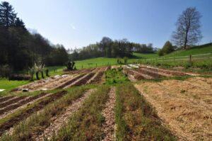 Vue sur les cultures de la ferme qui fournissent jusqu'à 50% des légumes en été.